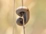 Macro